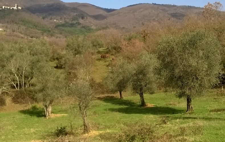 L’OLIO