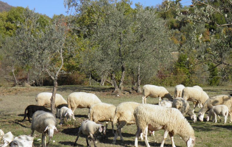 LE PECORE E GLI AGNELLI