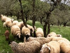 Arriva giugno… onoriamo la transumanza con pecore e tanta ciccia fresca per le grigliate estive!