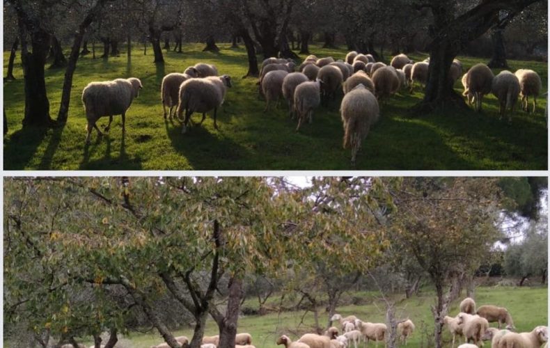 Ecco novembre… con la pecora grass fed la vendita diretta della calma e della riscossa… contadina!