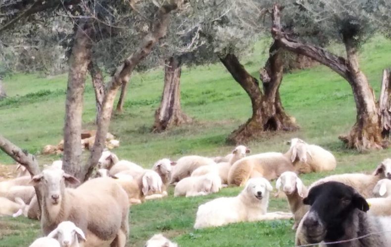 Il novembre della Riscossa Contadina: olio nuovo, agnelli e tante carni strepitose!