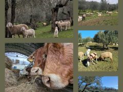2025… si riparte a tutta ciccia per i 20 anni della Valle del Sasso!