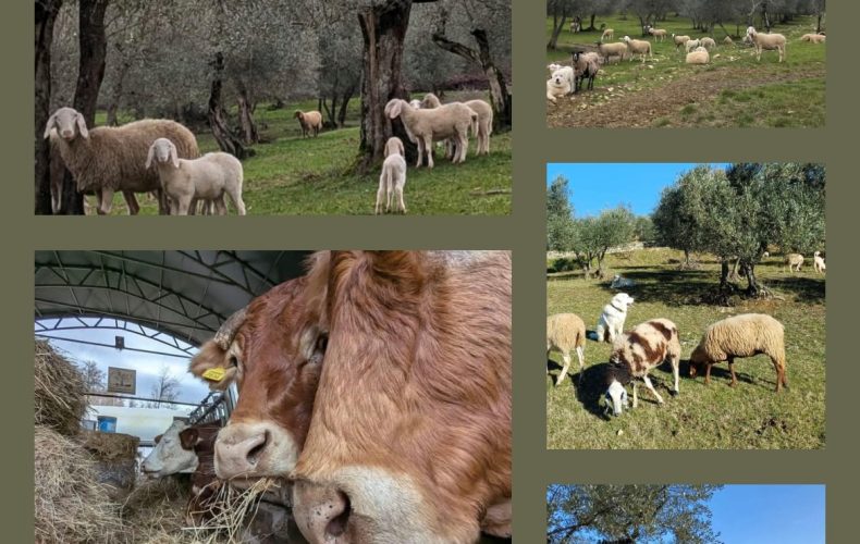 2025… si riparte a tutta ciccia per i 20 anni della Valle del Sasso!