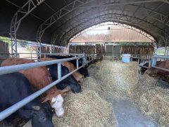 L’agosto più bello che ci sia? Da noi in Fattoria!
