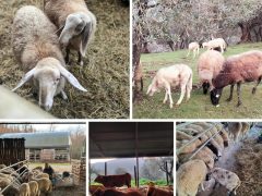 Arriva Ottobre… con il ‘pacco Agnello’ l’Autunno più insaporito e bello!