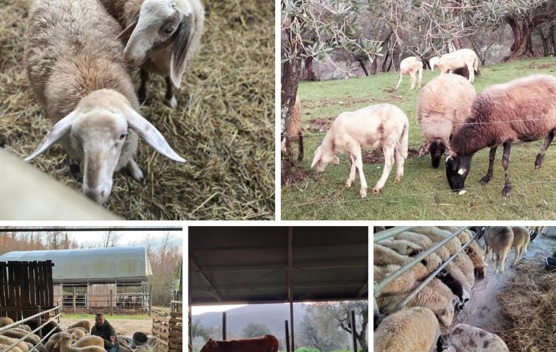 Arriva Ottobre… con il ‘pacco Agnello’ l’Autunno più insaporito e bello!