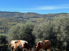 Reminder di Novembre… prodotti strepitosi per piatti gustosi!
