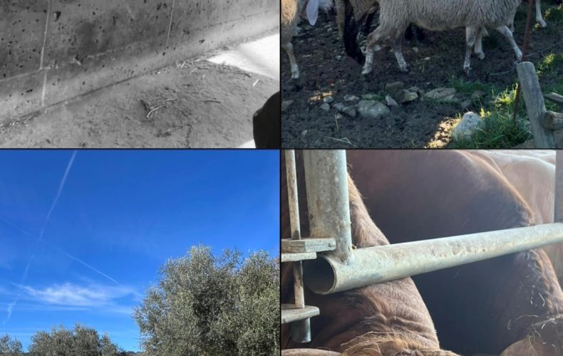 Reminder invernale… tempo di merla e di ciccia che riscalda cuore e palato!