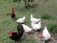Anno nuovo, Gallina vecchia… fa buon brodo!