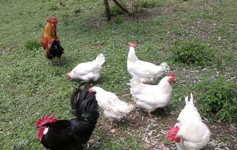 Anno nuovo, Gallina vecchia… fa buon brodo!