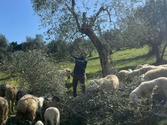 GRRRR… Gran Ruggito di Auguri per Reminder di Ribotta & di Riscossa!