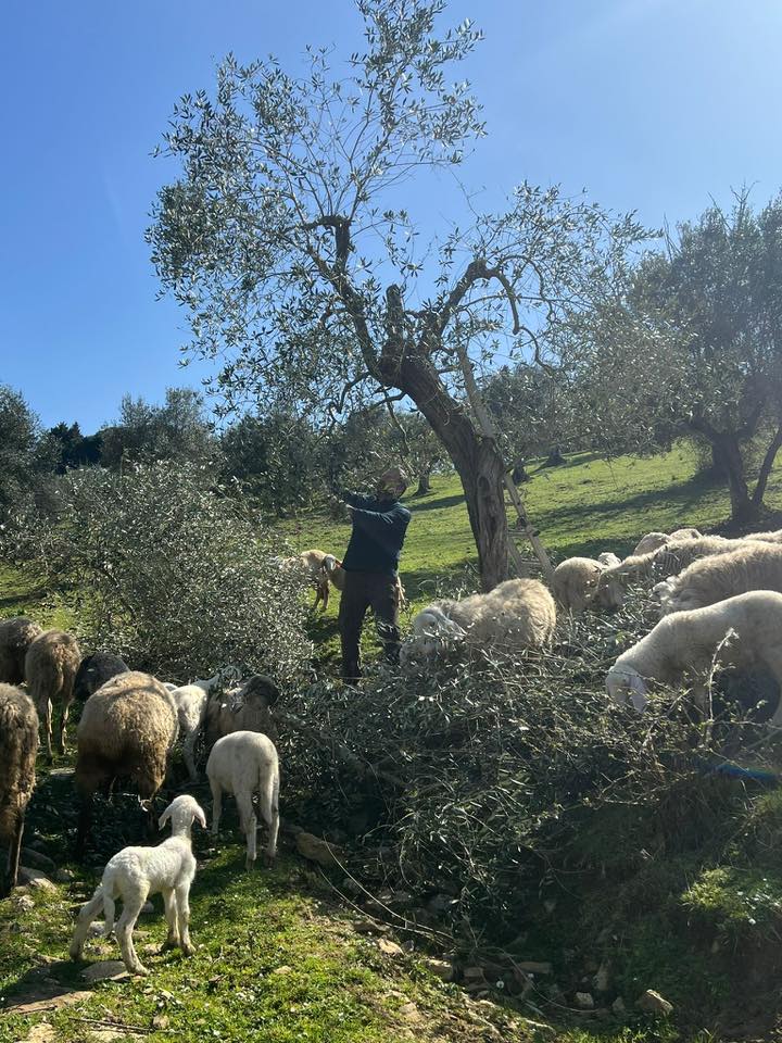 GRRRR… Gran Ruggito di Auguri per Reminder di Ribotta & di Riscossa!