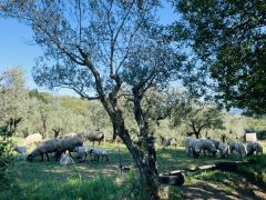 Maggio di abbondanza e festa con i prodotti della Riscossa Contadina!